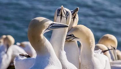 英雄联盟高校联赛火热报名中，校园战火燃起，英雄联盟高校联赛2021报名