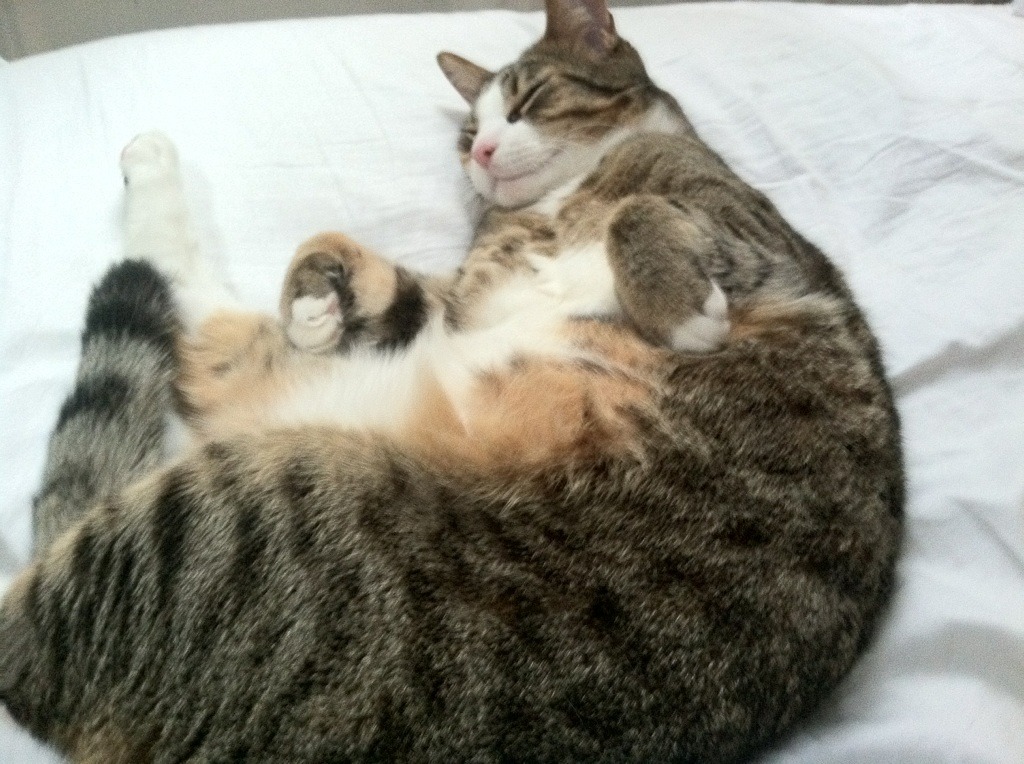 _未来运动设备展:创新科技引领行业_,高科技运动设备