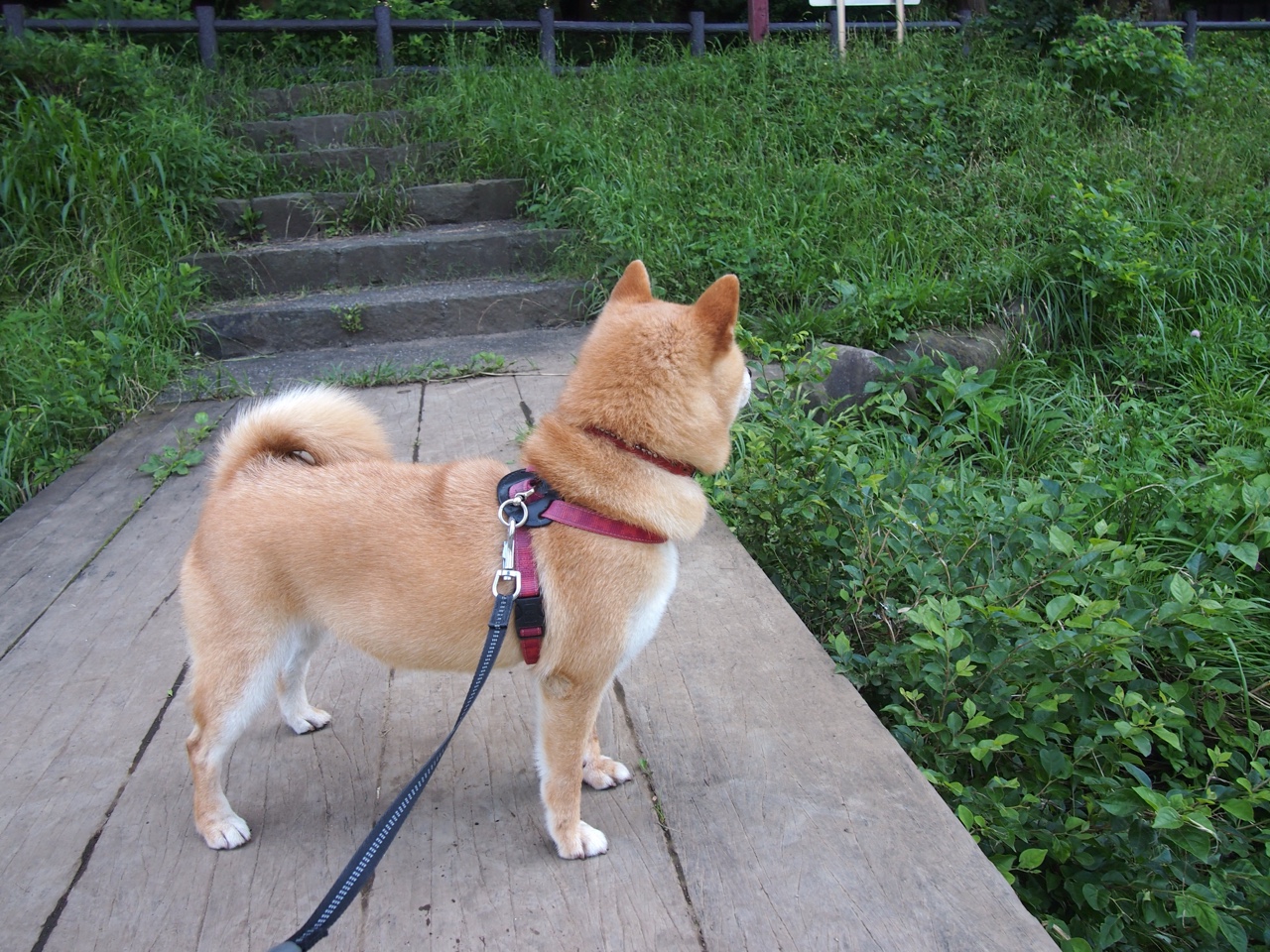 法甲引援潮涌现，豪门扩充实力，法甲介绍