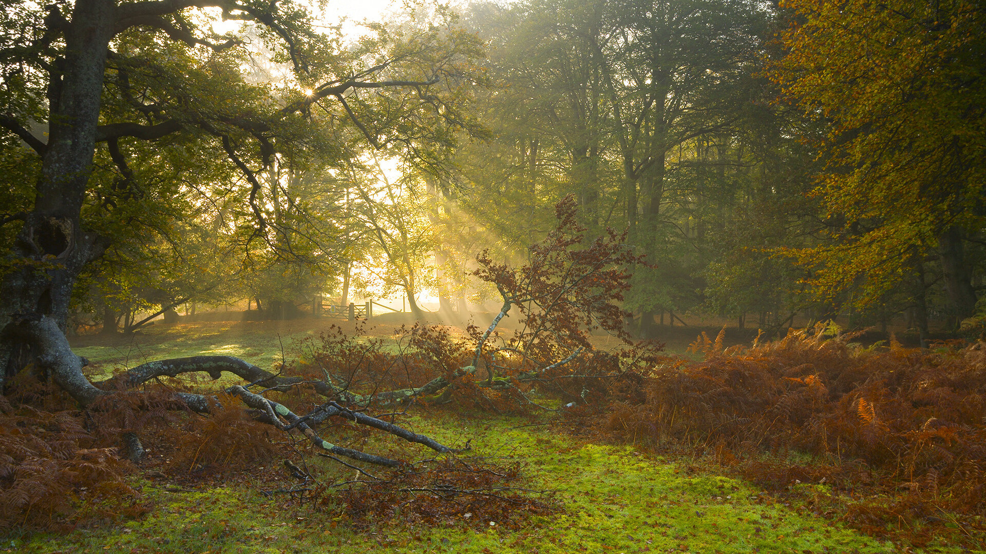 逆境重生:队伍在绝境中转危为安的故事,逆境重重