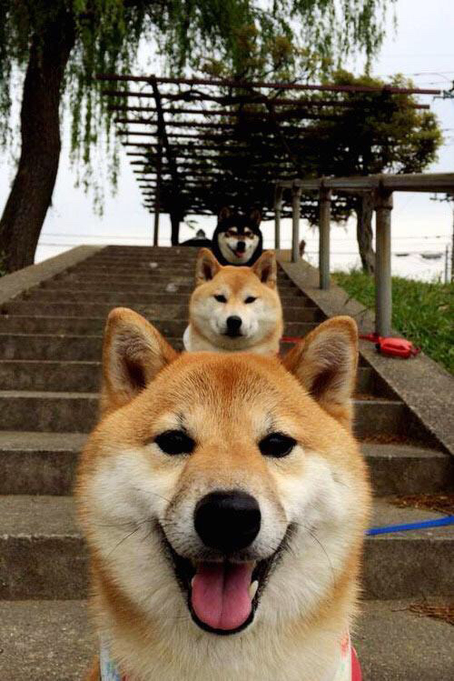 捷克队在对斯洛伐克的比赛中展现出色的实力,捷克对斯洛伐克结果