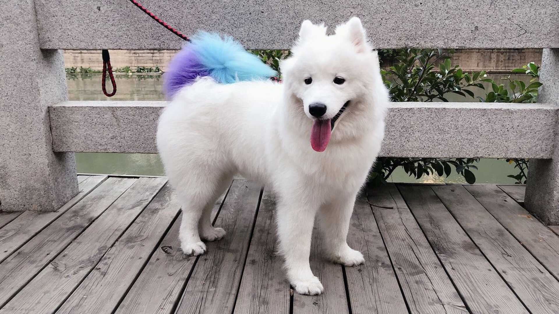 柏林联队再次取得胜利,助力积分榜上升,柏林联合球迷