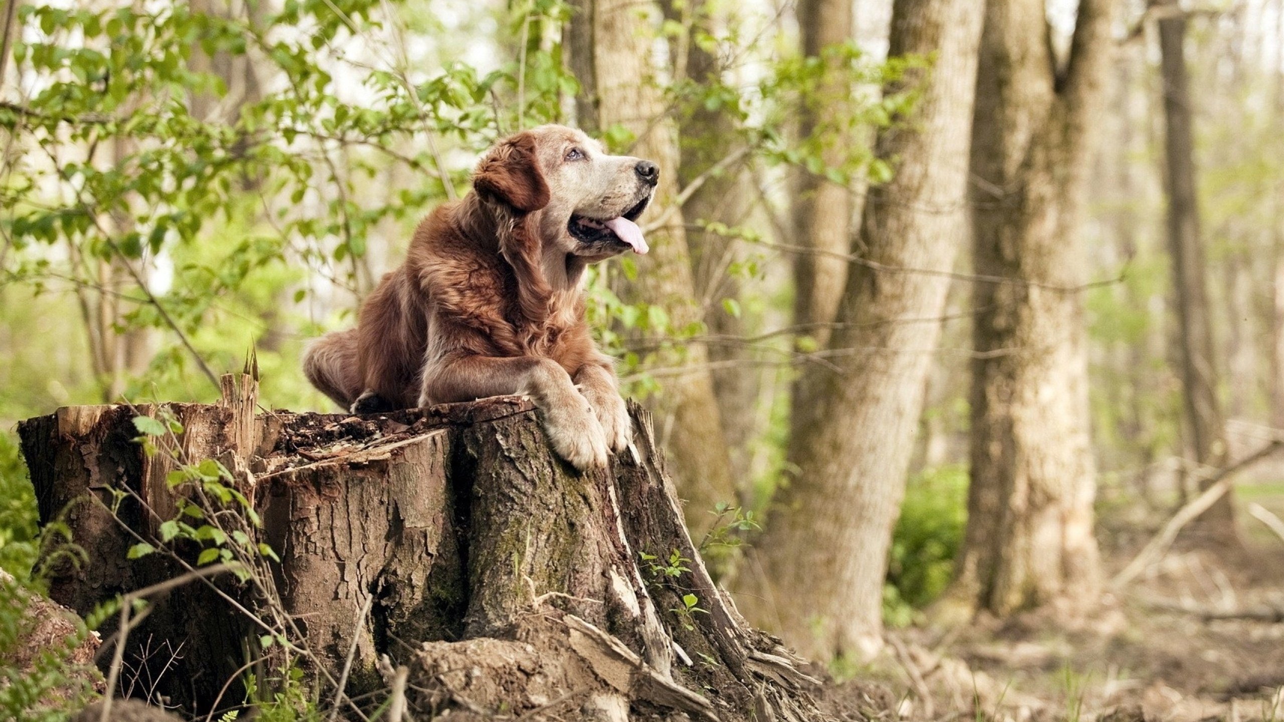 欧国联比赛:马耳他队战胜爱沙尼亚队,马耳他u21