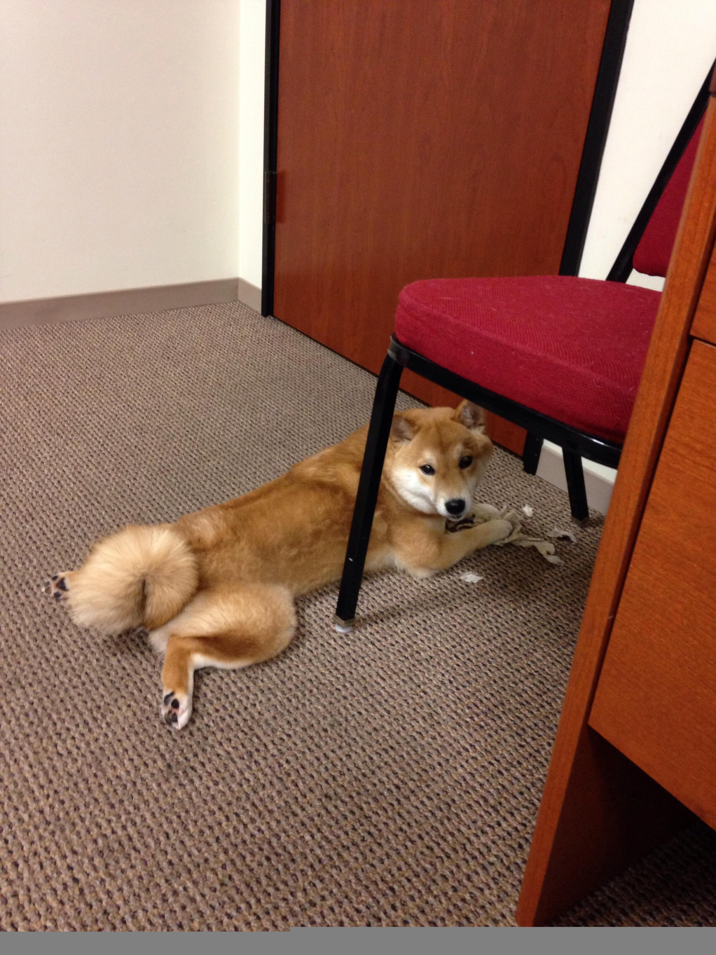 澳大利亚联赛球员配合日益默契，澳大利亚队