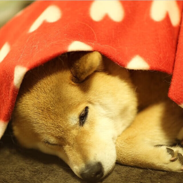 电竞主播商业价值评估:粉丝经济与内容变现的黄金法则,2017电竞主播收入排行