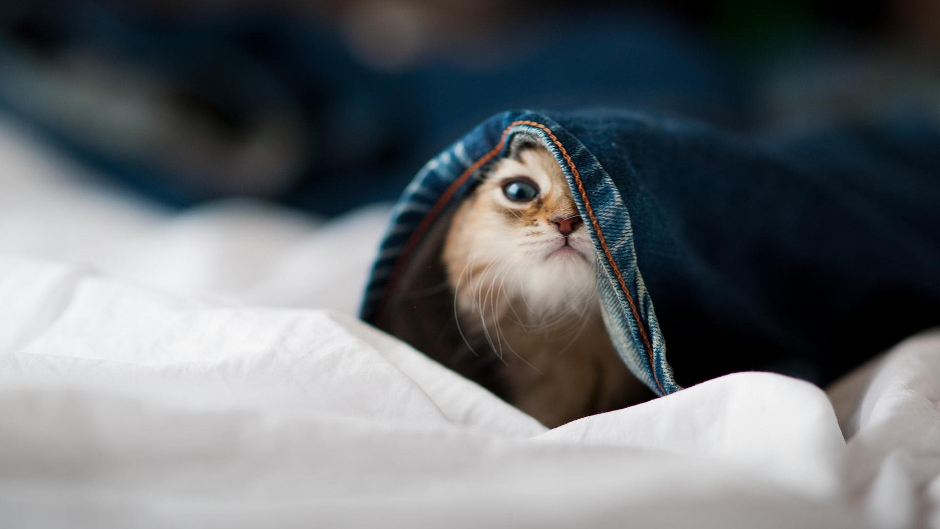 维达德卡萨布兰卡球员入选国家队名单，备战国际赛事，卡萨布兰卡 kid