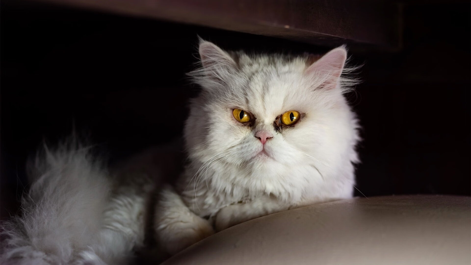 中小学体测标准修订稿将于下半年实施,中小学体测项目