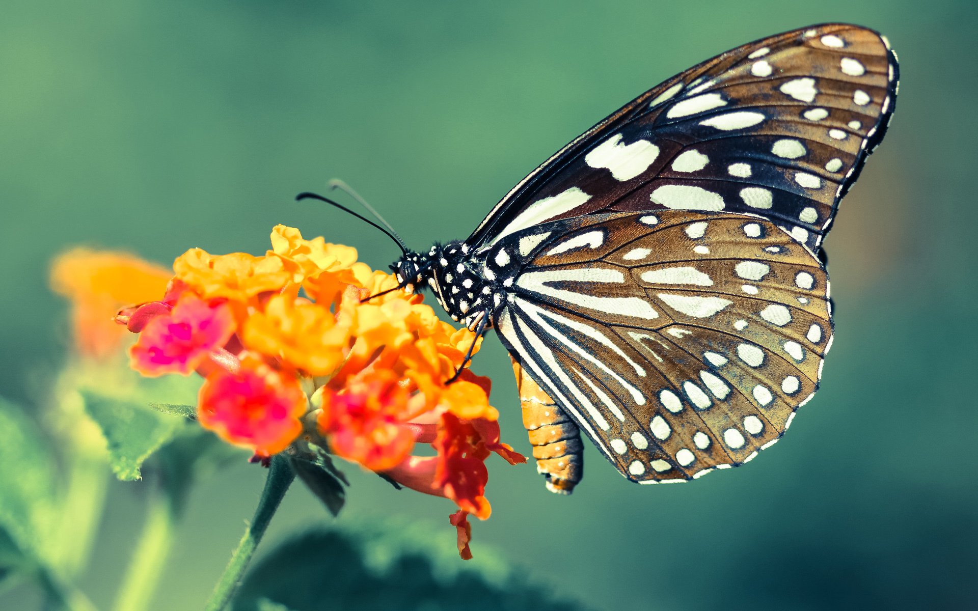 山西龙狮战术执行力提升减少场上失误，龙狮团队
