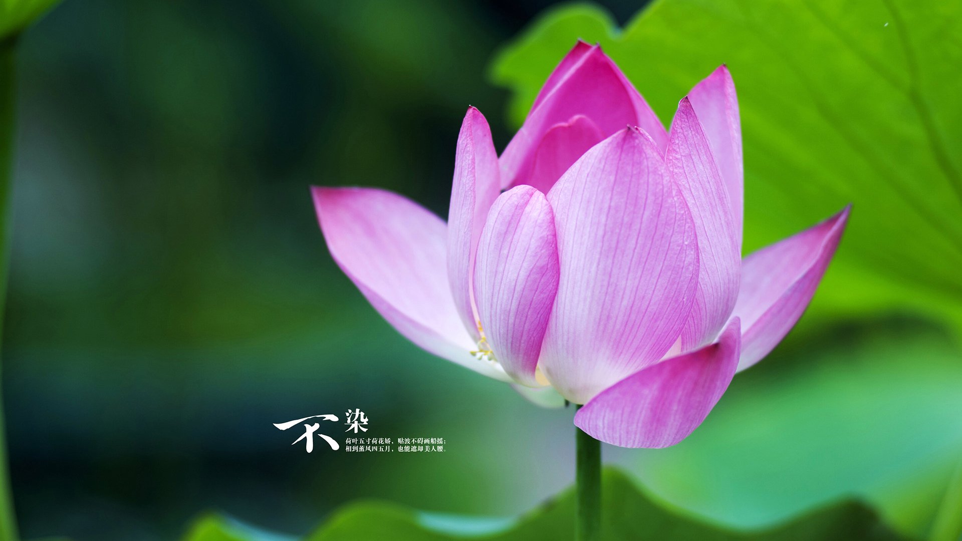 伊朗女篮在亚洲锦标赛中表现优异，志在奥运