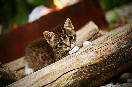 巴尔：他在防守和进攻中的出色表现让全黑队的战术更加多变，巴尔巴训练