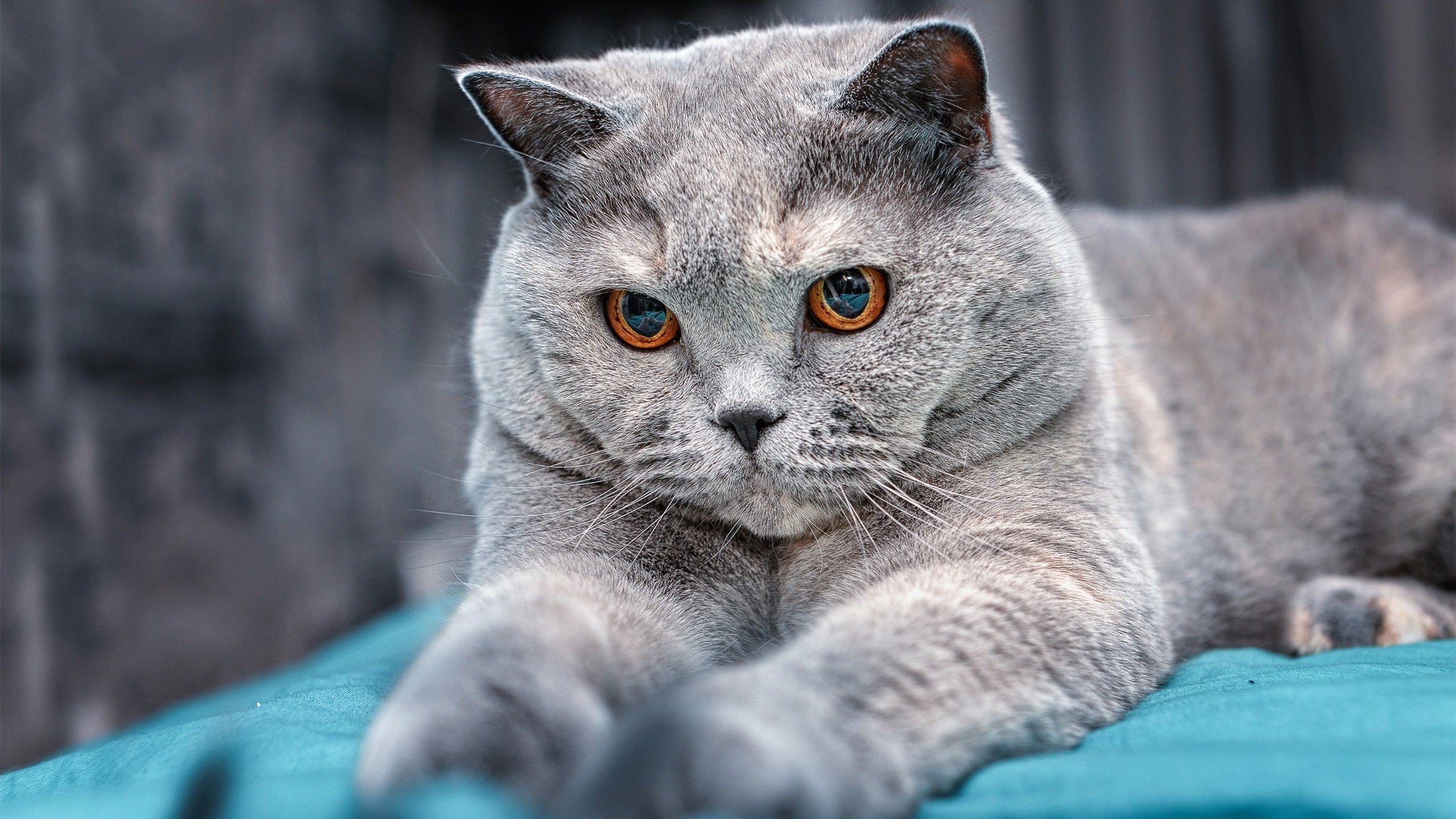 格鲁吉亚女篮在欧洲锦标赛中表现积极,迈向国际舞台,格鲁吉亚篮球厉害吗