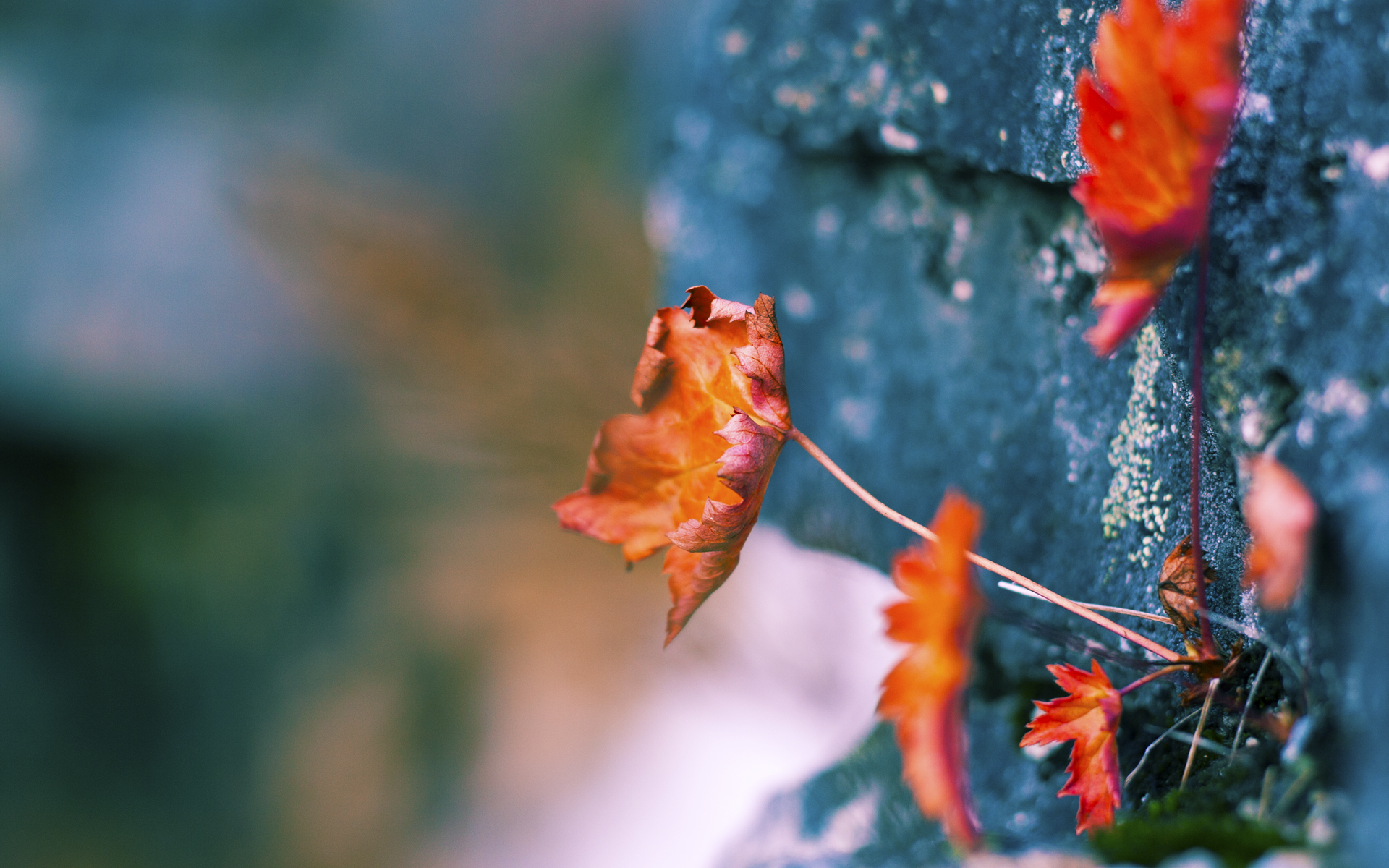科特迪瓦男篮在非洲锦标赛中脱颖而出,体育风采一扫而空,非洲 科特迪瓦